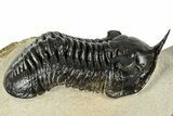 Morocconites Trilobite Fossil - Orange Eye Preservation #317822-2